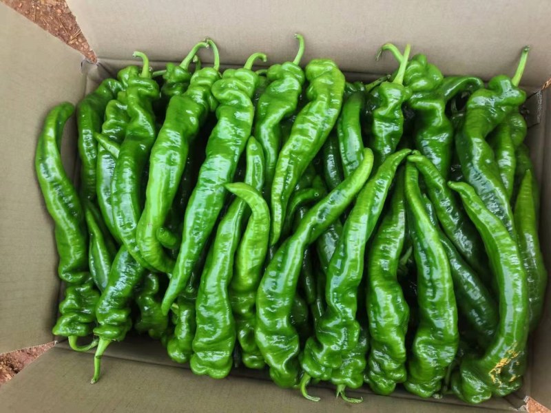 螺丝椒辣椒，青椒，新辣椒