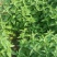 薄荷种子可食用驱蚊虫芳香四季种植室内室外庭院阳台盆栽薄荷