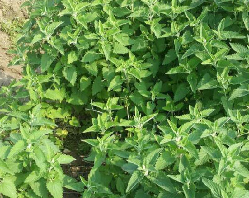 薄荷种子可食用驱蚊虫芳香四季种植室内室外庭院阳台盆栽薄荷