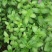 薄荷种子可食用驱蚊虫芳香四季种植室内室外庭院阳台盆栽薄荷