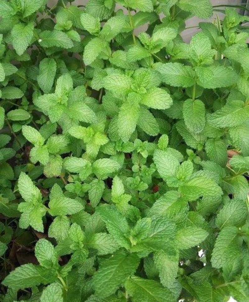 薄荷种子可食用驱蚊虫芳香四季种植室内室外庭院阳台盆栽薄荷
