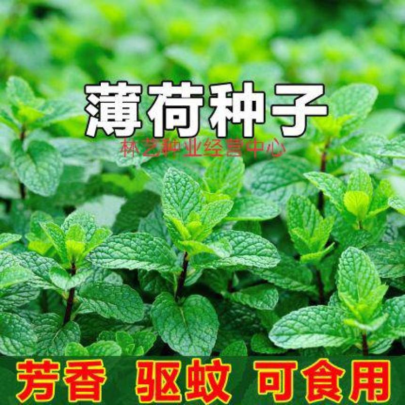 薄荷种子可食用驱蚊虫芳香四季种植室内室外庭院阳台盆栽薄荷