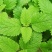 薄荷种子可食用驱蚊虫芳香四季种植室内室外庭院阳台盆栽薄荷