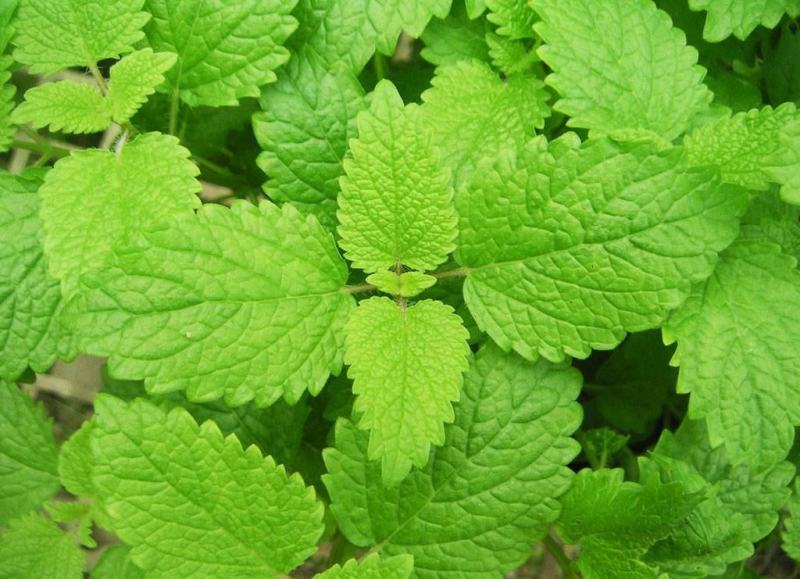 薄荷种子可食用驱蚊虫芳香四季种植室内室外庭院阳台盆栽薄荷