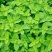 薄荷种子可食用驱蚊虫芳香四季种植室内室外庭院阳台盆栽薄荷