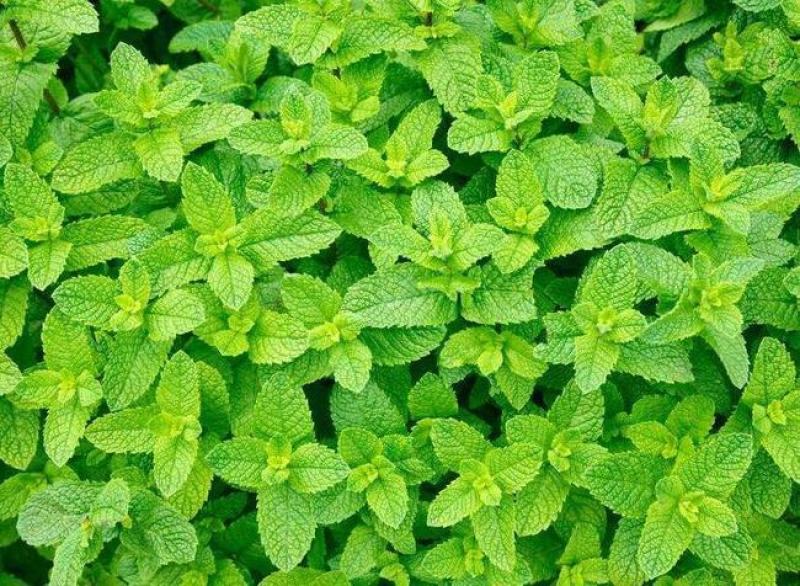 薄荷种子可食用驱蚊虫芳香四季种植室内室外庭院阳台盆栽薄荷