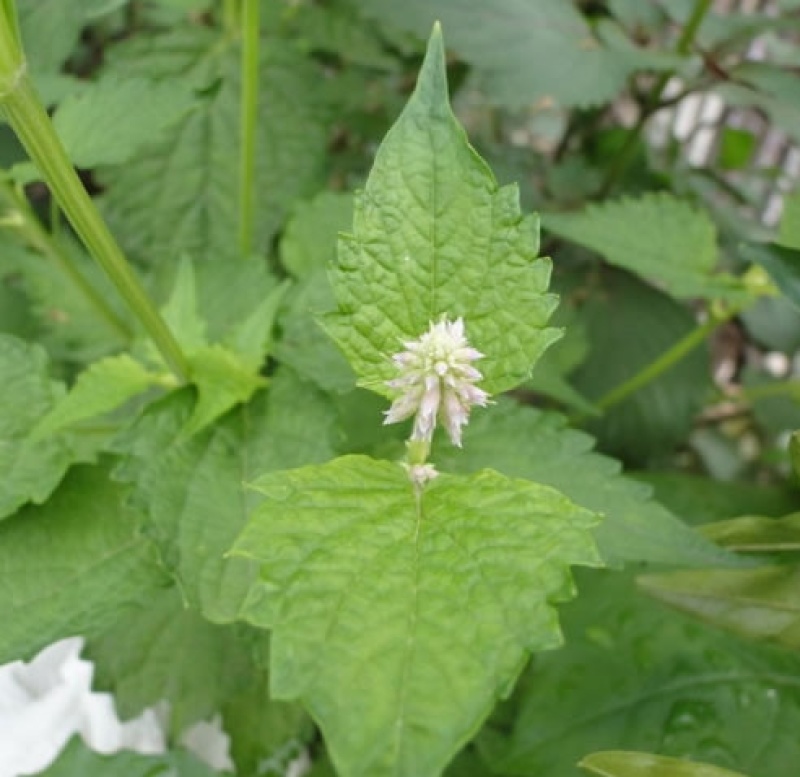 薄荷种子可食用驱蚊虫芳香四季种植室内室外庭院阳台盆栽薄荷
