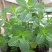 薄荷种子可食用驱蚊虫芳香四季种植室内室外庭院阳台盆栽薄荷