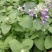 薄荷种子可食用驱蚊虫芳香四季种植室内室外庭院阳台盆栽薄荷