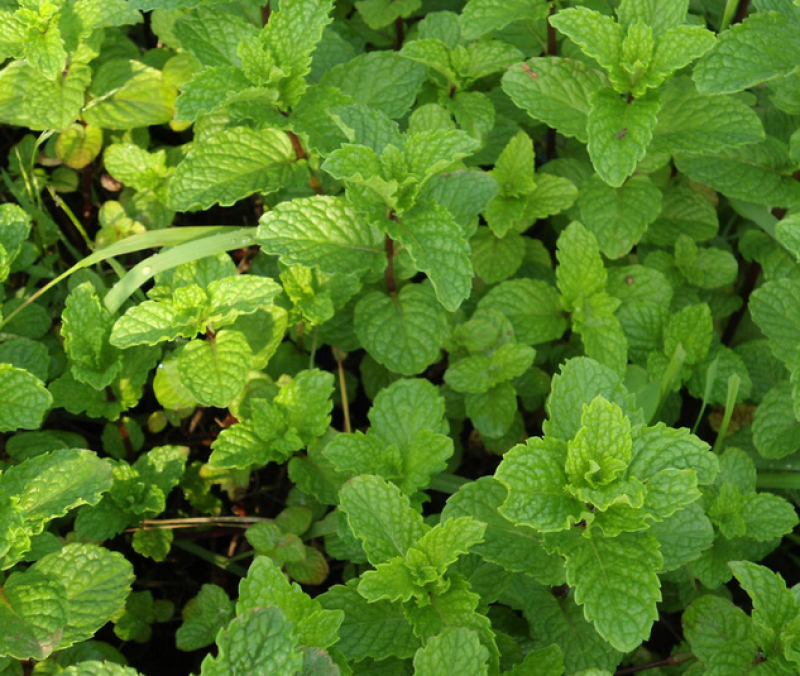 薄荷种子可食用驱蚊虫芳香四季种植室内室外庭院阳台盆栽薄荷