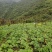 大黄苗，利川大黄苗，包技术，包回收，高庄老品种
