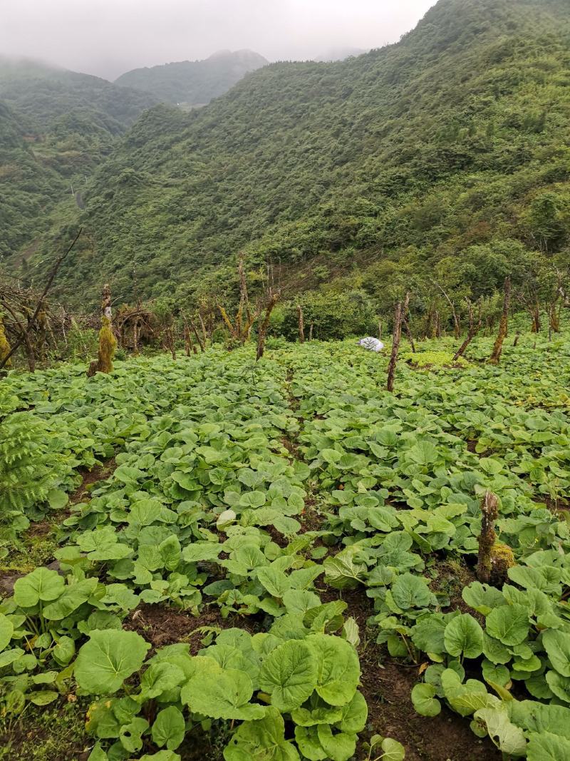 大黄苗，利川大黄苗，包技术，包回收，高庄老品种
