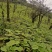大黄苗，利川大黄苗，包技术，包回收，高庄老品种