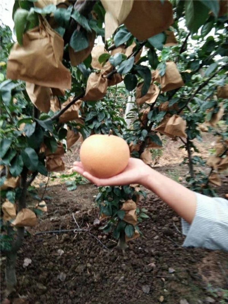 秋月梨大量秋月梨产区脆甜多汁欢迎客户前来收购