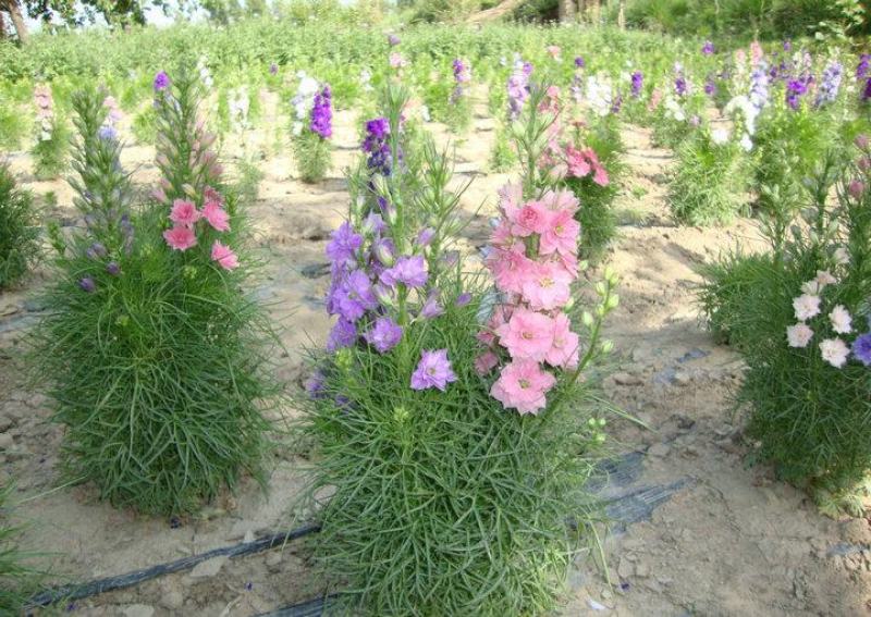 大花飞燕草种子多年生室外易种活花草植物开花不断