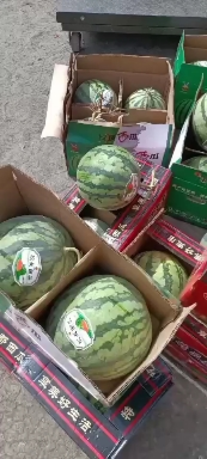 施甸龙标公司宁夏美都，麒麟，西瓜