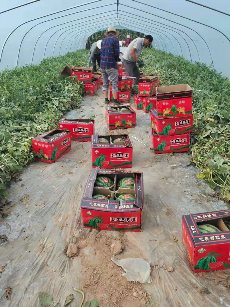 施甸龙标公司宁夏美都，麒麟，西瓜