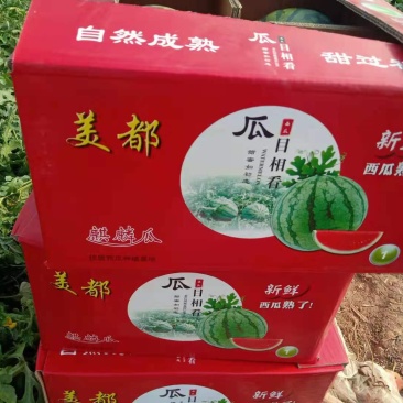 施甸龙标公司宁夏美都，麒麟，西瓜
