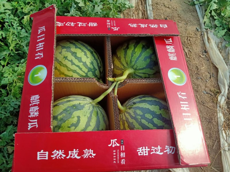 施甸龙标公司宁夏美都，麒麟，西瓜