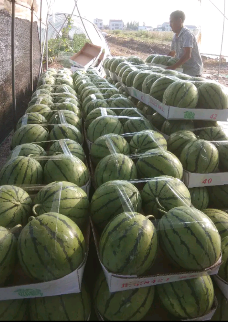 施甸龙标公司宁夏美都，麒麟，西瓜
