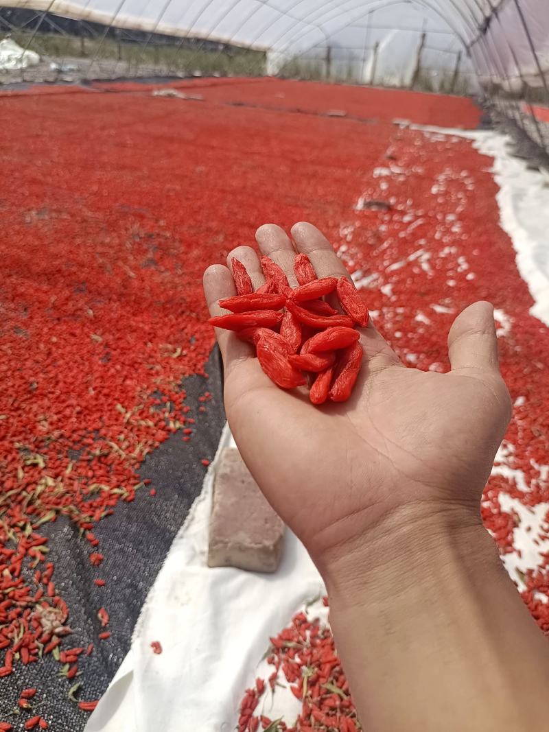 青海柴达木小尖椒枸杞【源头产地直发】精品小尖椒~足斤足两