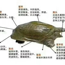 养殖场出售山水养殖无公害吊水甲鱼商品与种鳖