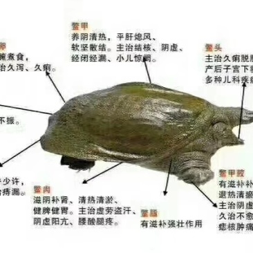 养殖场出售山水养殖无公害吊水甲鱼商品与种鳖