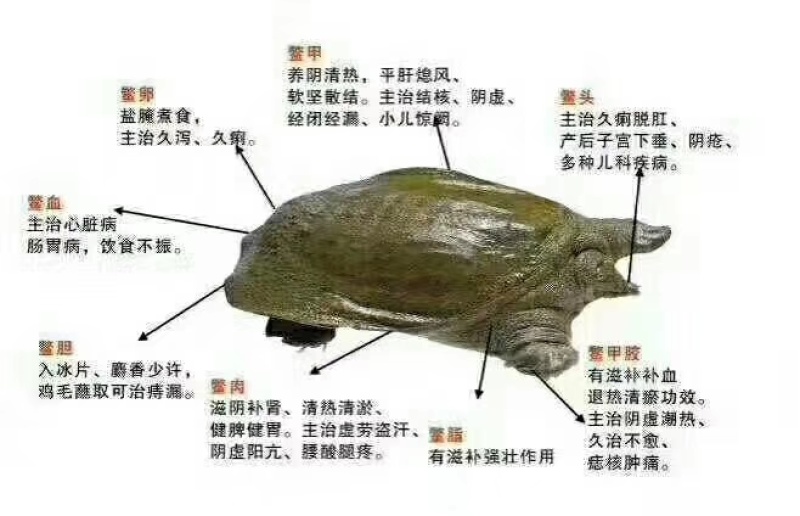 养殖场出售山水养殖无公害吊水甲鱼商品与种鳖