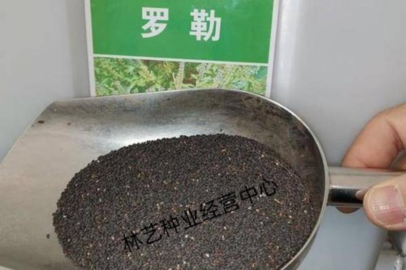 大叶罗勒种子台湾九层塔种籽盆栽食用特色野菜香草金不换种子