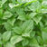 大叶罗勒种子台湾九层塔种籽盆栽食用特色野菜香草金不换种子
