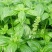 大叶罗勒种子台湾九层塔种籽盆栽食用特色野菜香草金不换种子