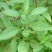 大叶罗勒种子台湾九层塔种籽盆栽食用特色野菜香草金不换种子