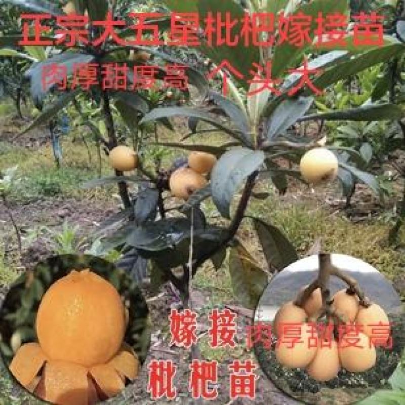 枇杷苗大五星枇杷苗嫁接苗单果160克大果290克包结果