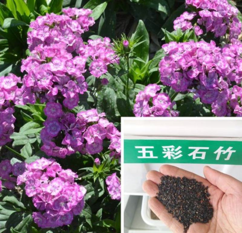 五彩石竹种子四季种易活混色须苞石竹十样锦美国石竹草花种子
