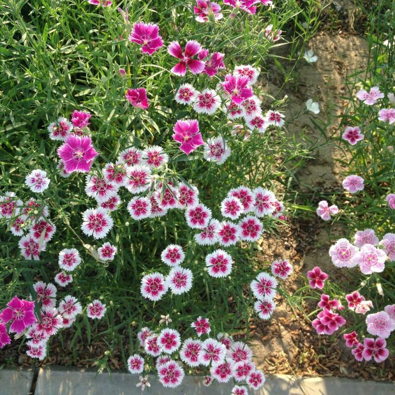 五彩石竹种子四季种易活混色须苞石竹十样锦美国石竹草花种子