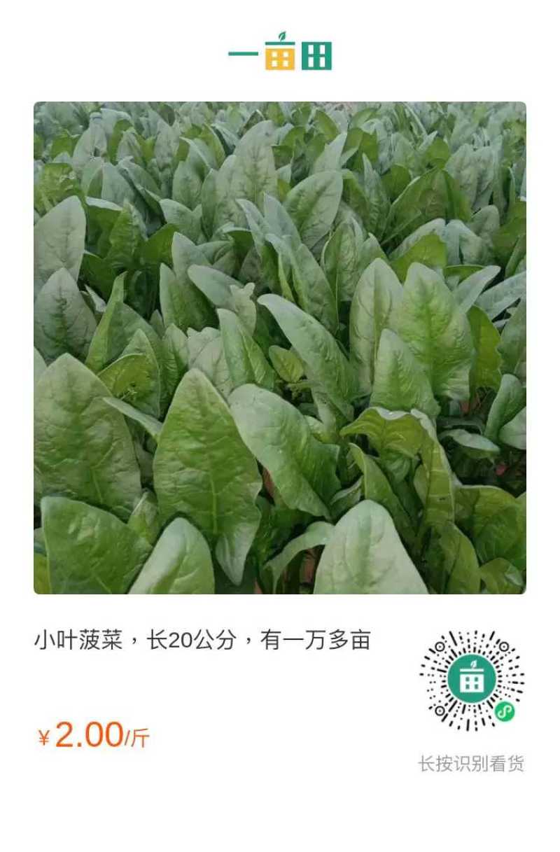 山东惠民小菠菜，精品小菠菜，梱绑菠菜，保征质量，信誉苐一，