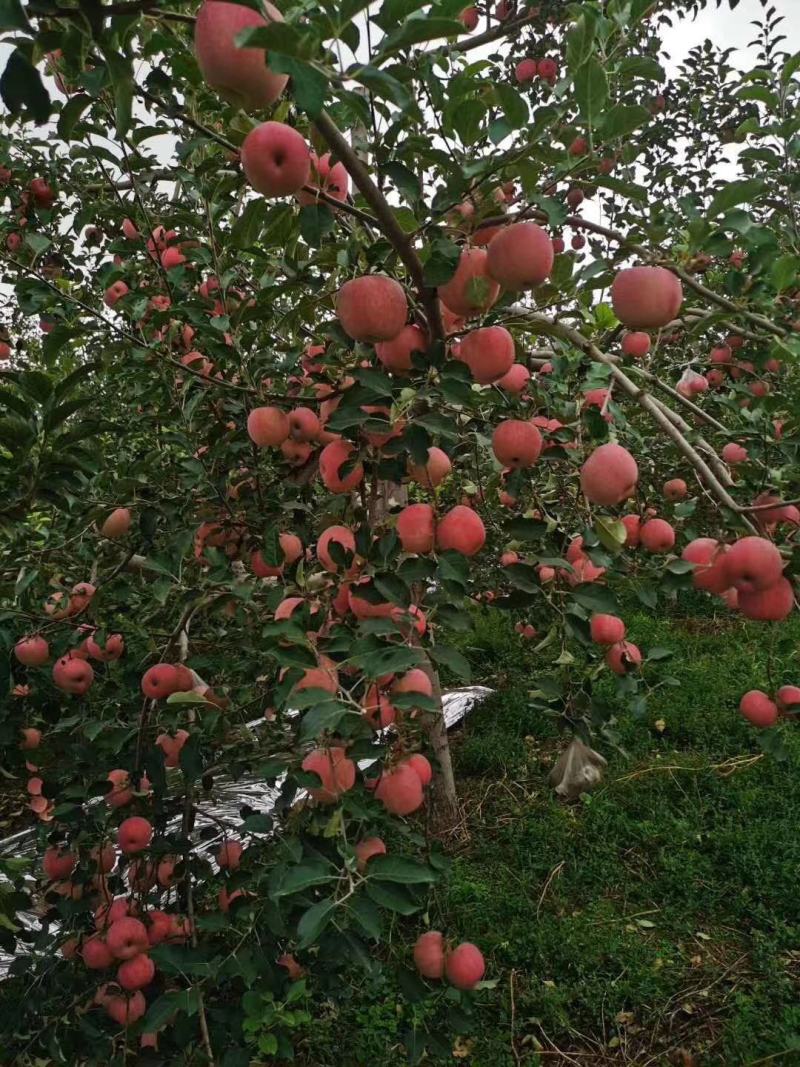 宁夏苹果【产地直销】冰糖心红富士苹果脆甜可口批发量大