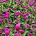 花种子千日红百日红火球庭院景观绿化花卉盆栽易活花籽千日紫