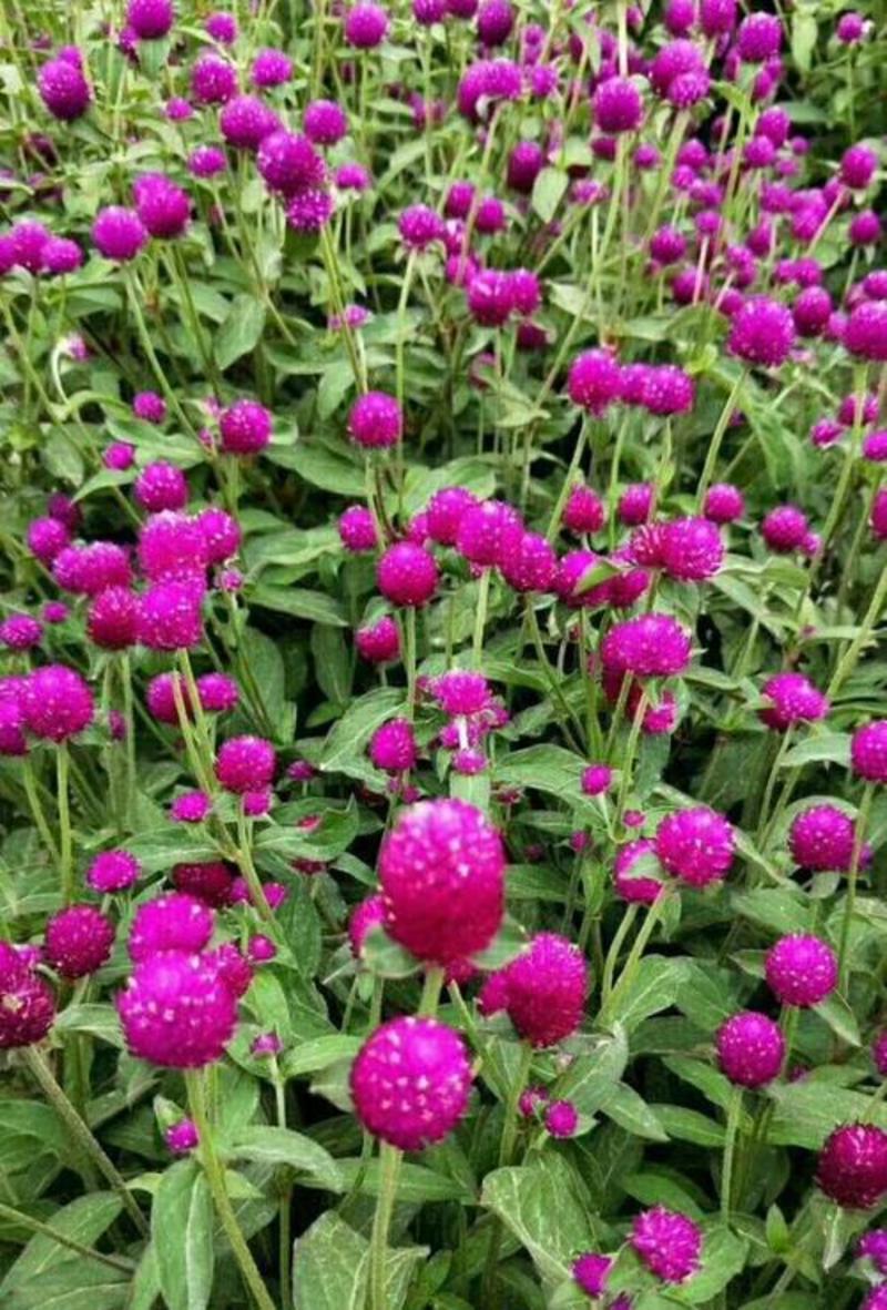 花种子千日红百日红火球庭院景观绿化花卉盆栽易活花籽千日紫