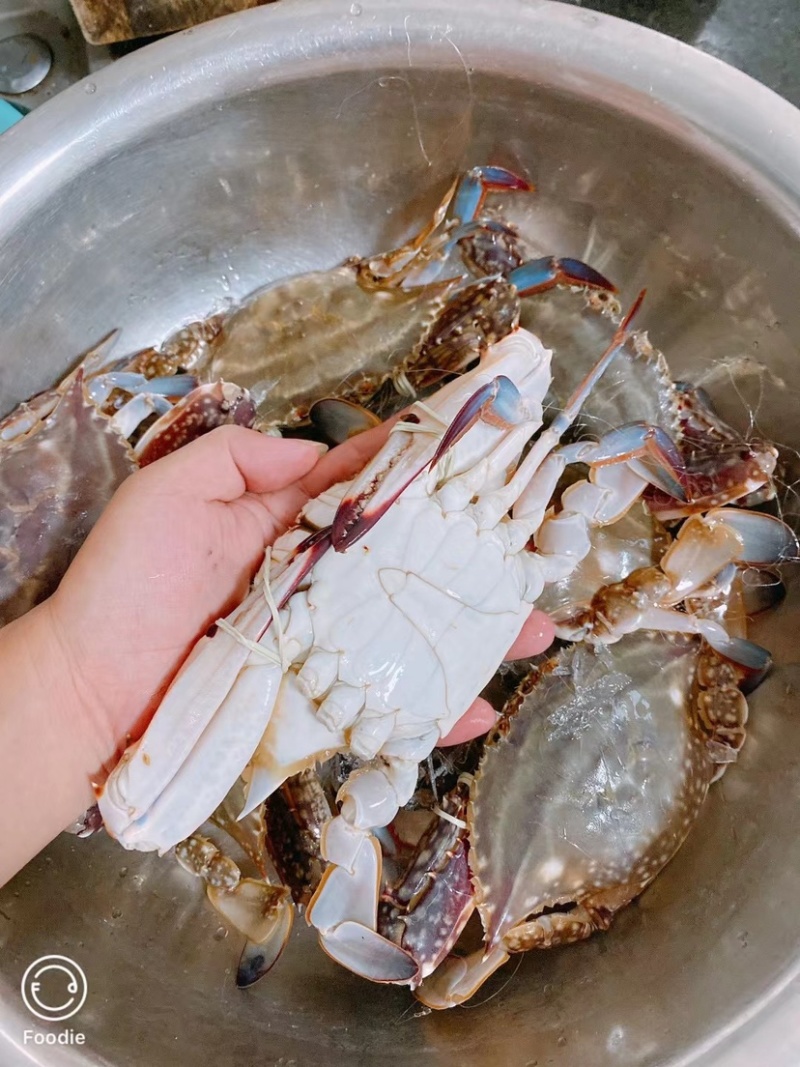 连云港梭子蟹飞蟹。梳子蟹，鲜活，耐养，质量好