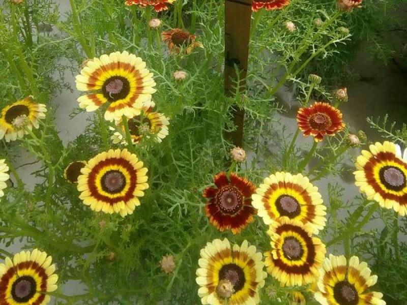花环菊种子三色菊花种子混色花海花籽花种籽庭院阳台四季易活