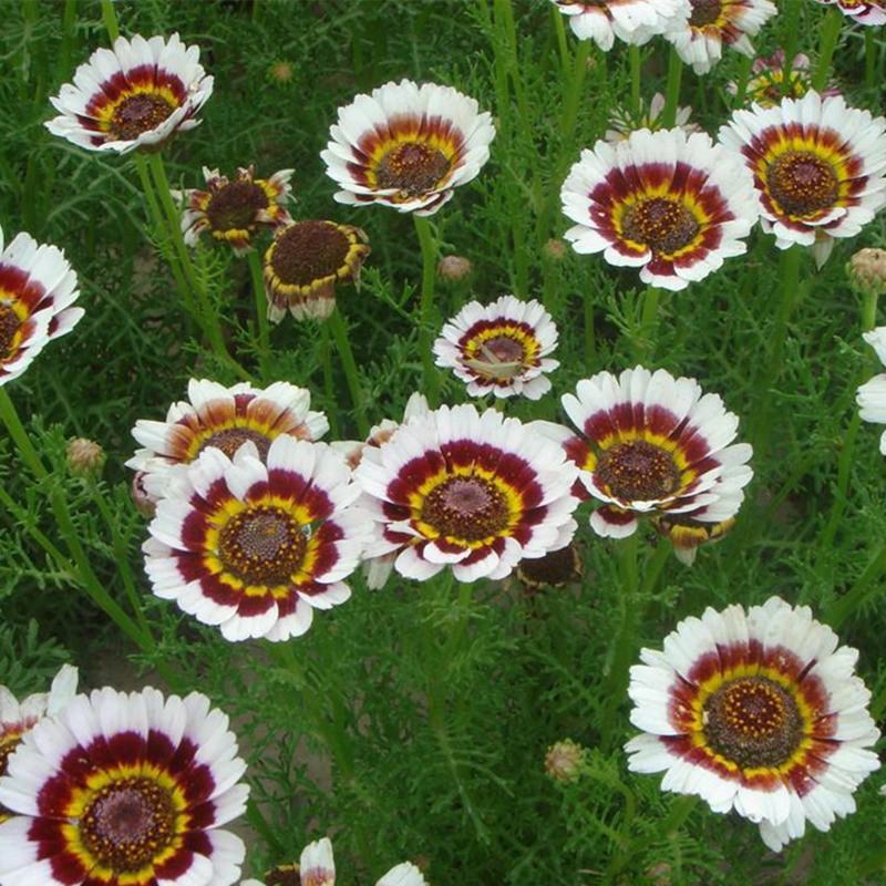 花环菊种子三色菊花种子混色花海花籽花种籽庭院阳台四季易活