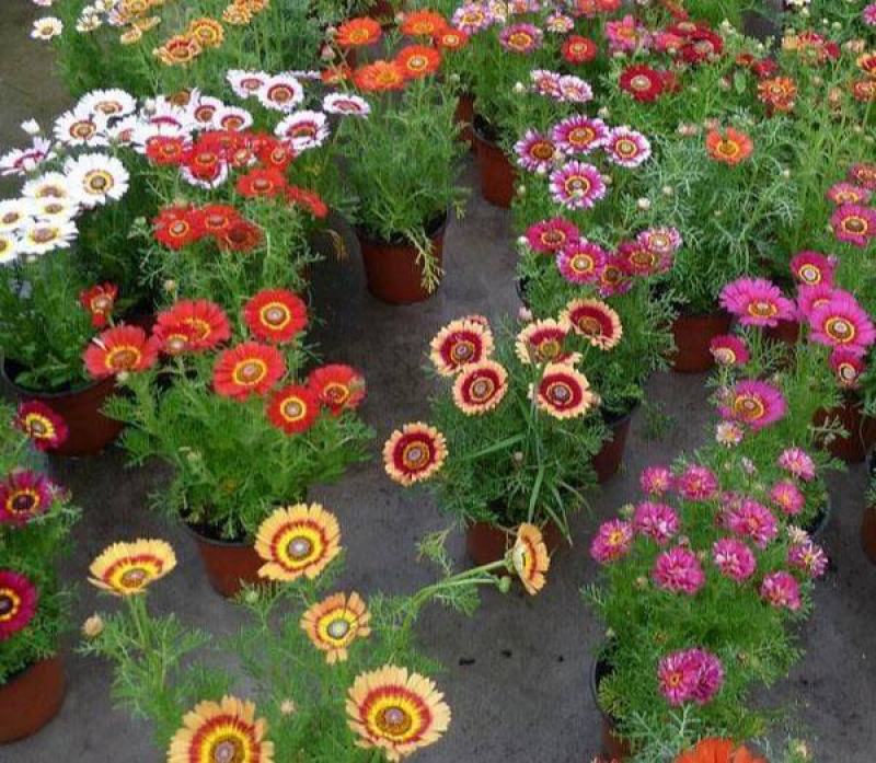 花环菊种子三色菊花种子混色花海花籽花种籽庭院阳台四季易活
