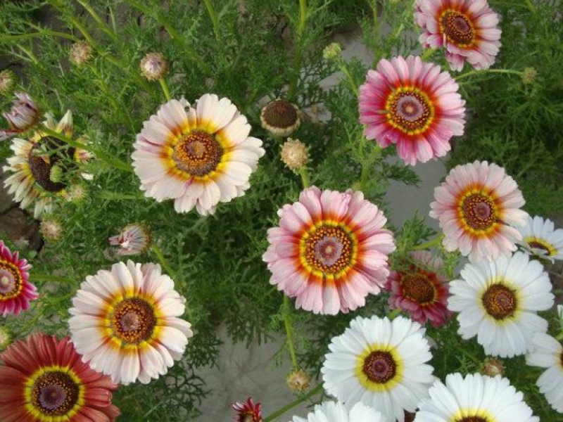 花环菊种子三色菊花种子混色花海花籽花种籽庭院阳台四季易活