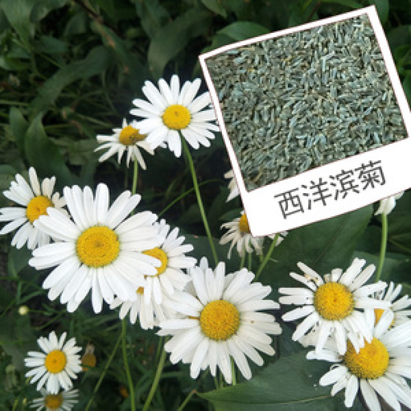 大滨菊种子多年生宿根花卉花草种子景观绿化耐寒庭院观花盆栽