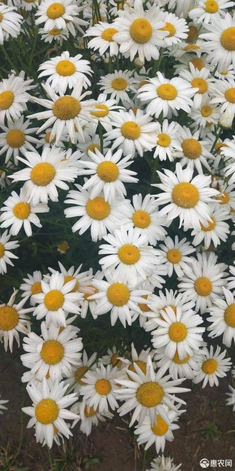 大滨菊种子多年生宿根花卉花草种子景观绿化耐寒庭院观花盆栽