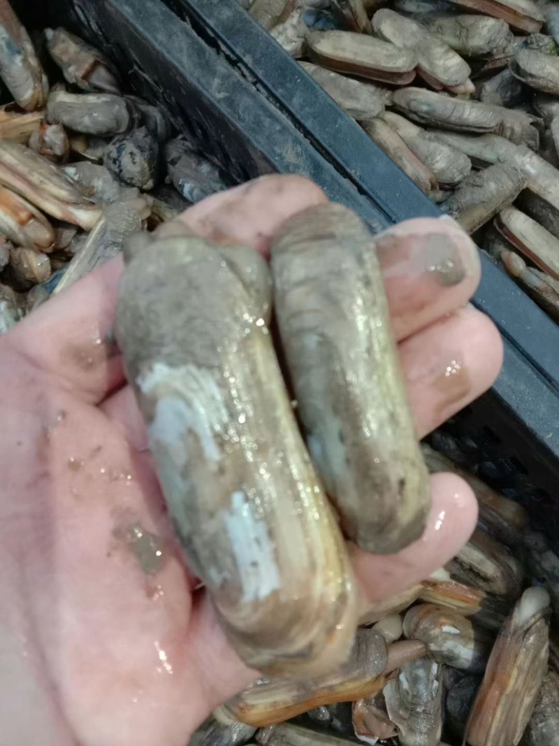 蛏子双头蛏，泥蛏，黄皮蛏食用全规格鲜活发货
