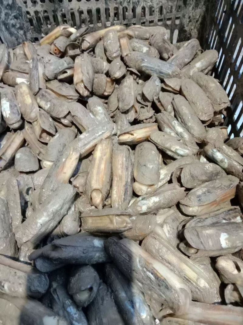 蛏子双头蛏，泥蛏，黄皮蛏食用全规格鲜活发货