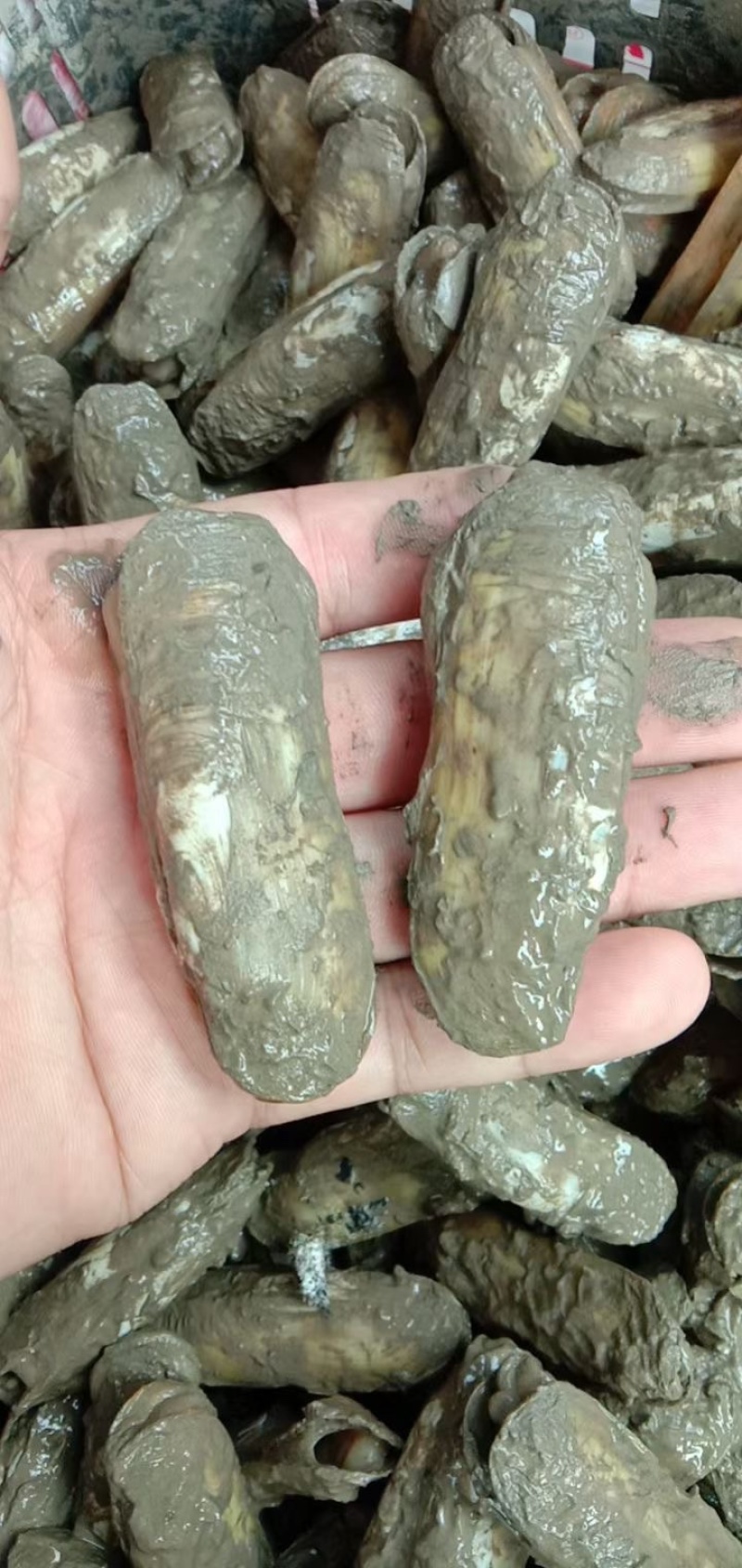 蛏子双头蛏，泥蛏，黄皮蛏食用全规格鲜活发货