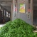 头茬蒲城酥梨贡梨摸袋蜜梨陕西酥梨砀山酥梨后期二茬酥梨，梨
